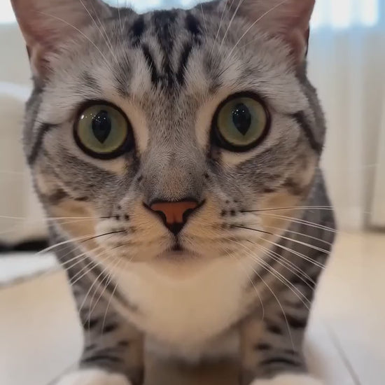 Sample AI video ad — smart cat toy (tabby cat)
