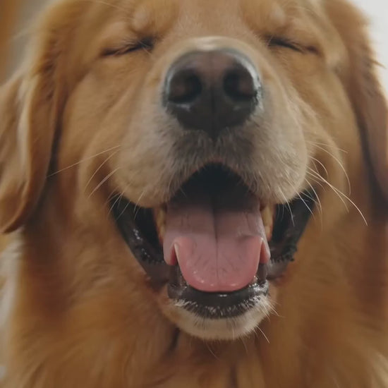 Sample AI video ad — deshedding brush (golden retriever)